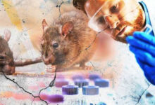 hantavirus