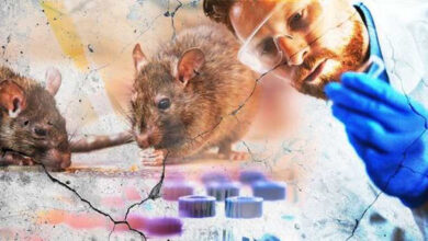 hantavirus